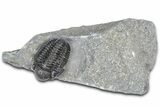 Detailed Gerastos Trilobite Fossil - Morocco #363957-3